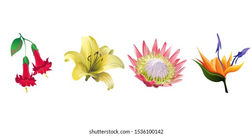 Red Angel Trumpet. Yellow Lilium. Pink Protea. Orange Strelitzia. Vector illustration. Isolated illustration element. Floral botanical flower. Wild leaf wildflower isolated. Exotic tropical hawaiian.