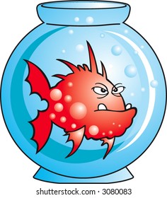 Red angry Comic fish in aquarium
