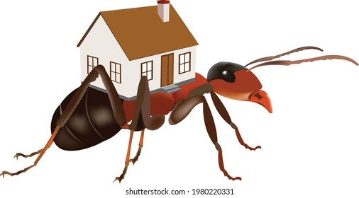 red ant with dwelling on his back