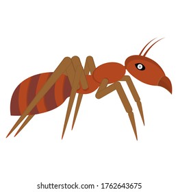 Red ant logo design. Vector illustration and clipart. Side view. 