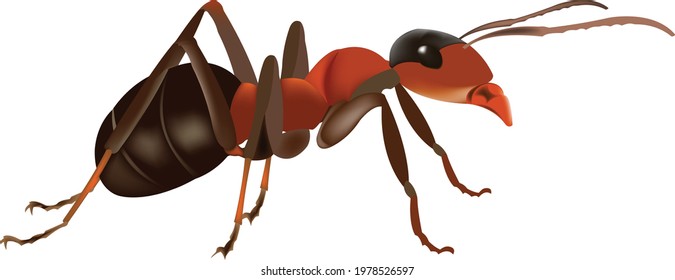 red ant nature with white background