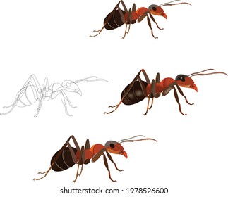 red ant nature with white background