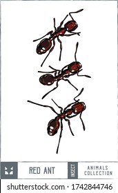 Ilustración del conjunto de hormigas rojas - dibujado a mano
