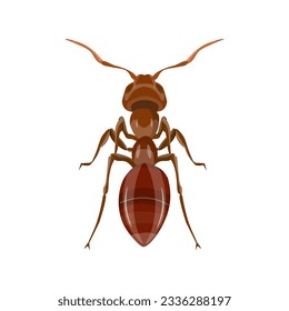 Red ant top view. Garden pests. Domestic insects. Vector illustration in realistic style isolated on white background.