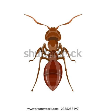 Red ant top view. Garden pests. Domestic insects. Vector illustration in realistic style isolated on white background.
