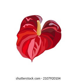 Red anthurium or flamingo flower, garden and house plant. Heart shape. Vector illustration