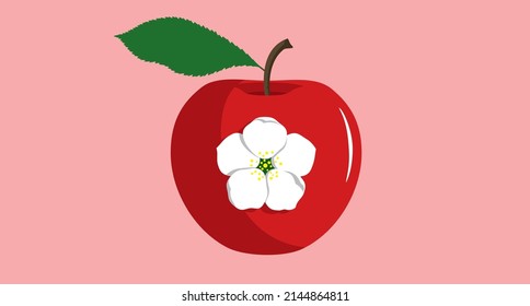 Red apple with blossoms on it. Ripe fruit with leaf and white flower isolated on pink background.