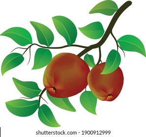 Red apple fruit and green leaves handwritten, isolated on white background. Vector illustration