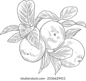 red apple fruit painting botanical illustration