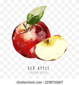 Red apple hand drawn watercolor painting isolated on white background,  Vector illustration