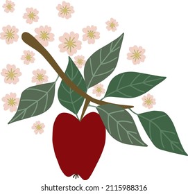 Red apple hanging on a branch with green leaves, pink flowers, isolated on white background. Vector illustration, drawn by hand.