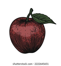 Red Apple isolated on white. Vector Hand drawn engraving style illustrations. Retro style. color vector illustration. Good for icon, logo, Label