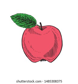 Red apple with leaf, hand drawn color, vector sketch illustration, element for design