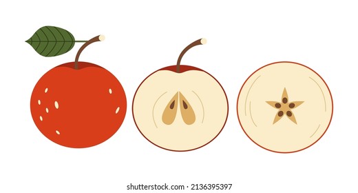 Red apple is an organic product cut lengthwise and crosswise. Juicy fruit vector illustration flat style