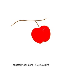 red apple ready to harvest
