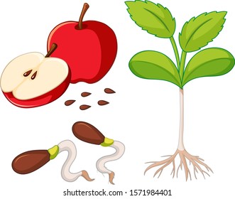 Red apple with seeds and young tree illustration
