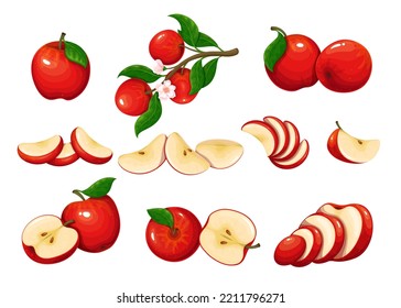 Red apple set vector illustration. Cartoon isolated whole delicious juicy fruit and cut into portion slices, half and quarter pieces, tree branch with organic fruity apples, flowers and green leaves