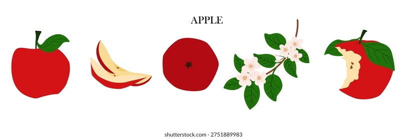 A red apple with whole fruit, a slice, and a branch of apple blossom. A collection of fresh, healthy foods in flat vector style.
