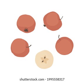 Red apples. Hand drawn vector illustration for posters, stickers, seasonal design, recipe, textile of apparel, cookbook. Vector illustration on a white background.
