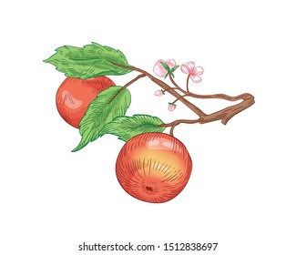 Red apples on branch hand drawn vector illustration. Summer fruits with leaves and blooming flowers isolated on white background. Healthy nutrition, eco product. Harvest season, natural vitamin.