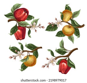 Red apples on the branches with flowers isolated.Vector