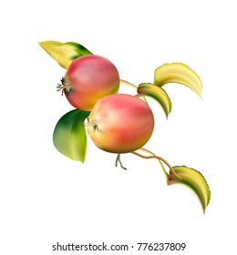 Red apples on the stem. Delicious fruit dessert. Apple closeup. A rich harvest. Winter-hardy apples. Grushovka Moscow