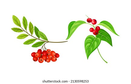 Red Ashberry and Currant Branch with Hanging Ripe Edible Berry Vector Set