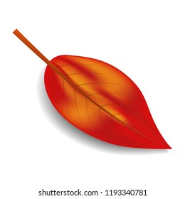 Red autumn leaf icon. Realistic illustration of red autumn leaf vector icon for web design isolated on white background
