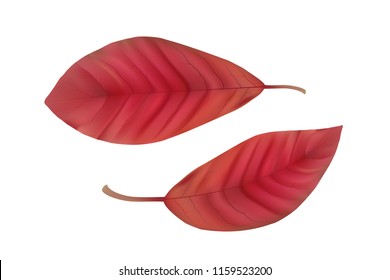 Red autumn leaves isolated on white background. Fall Foliage leaf - vector illustration for frames clipart.