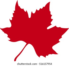Red autumn maple leaf.