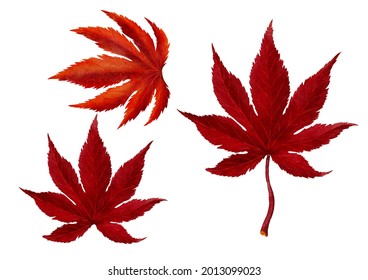Red autumn Maple Leave Watercolor Painting Style VECTOR