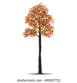 red autumn tree isolated on white background, vector illustration