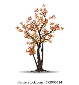 red autumn tree isolated on white background, vector illustration