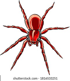 Red back spider, illustration and simple design.