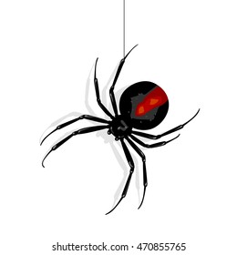 Red back spider, illustration and simple design.