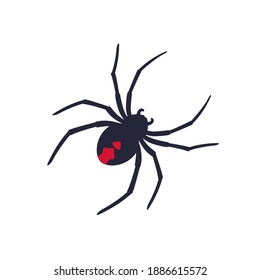 Red back spider on white, vector