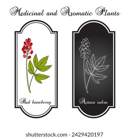 Red baneberry or chinaberry (Actaea rubra), medicinal plant. Hand drawn botanical vector illustration