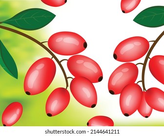 Red barberries with leaves, Goji berries are nutritional and medicinal fruit that contains berberine