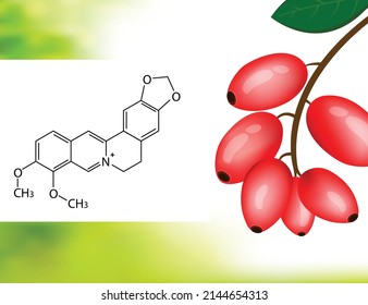 Red barberries with leaves, Goji berries are nutritional and medicinal fruit and berberine compound 