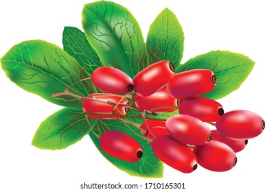 Red barberries with leaves on white background