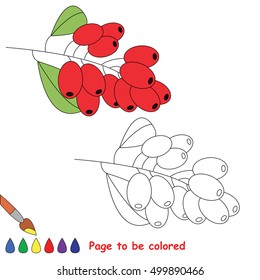 Red barberry to be colored, the coloring book to educate preschool kids with easy kid educational game level of difficulty.