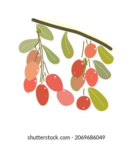 ilustración vectorial de rama de fruta bárbara roja