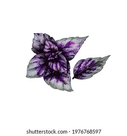 Red basil fresh branches with leaves. Vintage vector hatching color hand drawn illustration isolated on white background