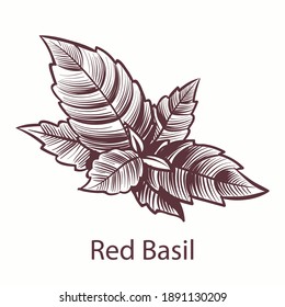 Red Basil icon. Detailed organic product sketch, botanical hand drawn label or emblem with leaves in engraving style. Aromatic spice and herb kitchen cooking symbol, vector isolated illustration