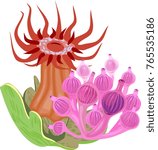 Red Beadlet anemone and pink Bubble-tip anemone on white background
