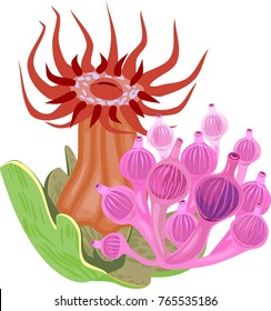 Red Beadlet anemone and pink Bubble-tip anemone on white background