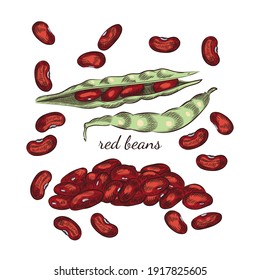 Red beans hand drawn sketch on white background.  Beans and pods illustration for your design.