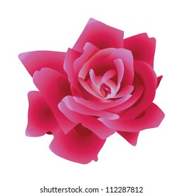 Red beautiful rose. Vector illustration.