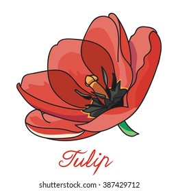Red and beautiful tulip 