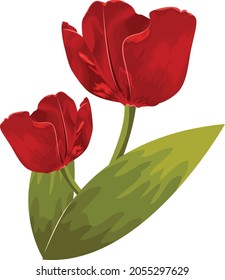 red beautiful tulips isolated object